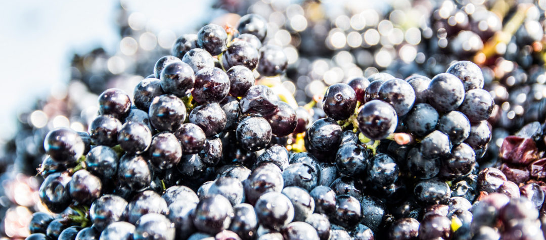 Rote-Trauben-1080x675